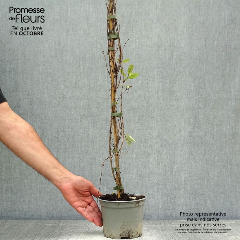 Exemplar von Lonicera periclymenum Serotina - Wald-Geißschlinge Topf mit 2L/3L wie im Herbst geliefert