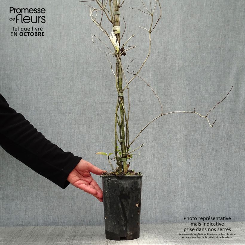 Exemplar von Lonicera brownii Dropmore Scarlet - Rote Geißschlinge Topf mit 2L/3L wie im Herbst geliefert