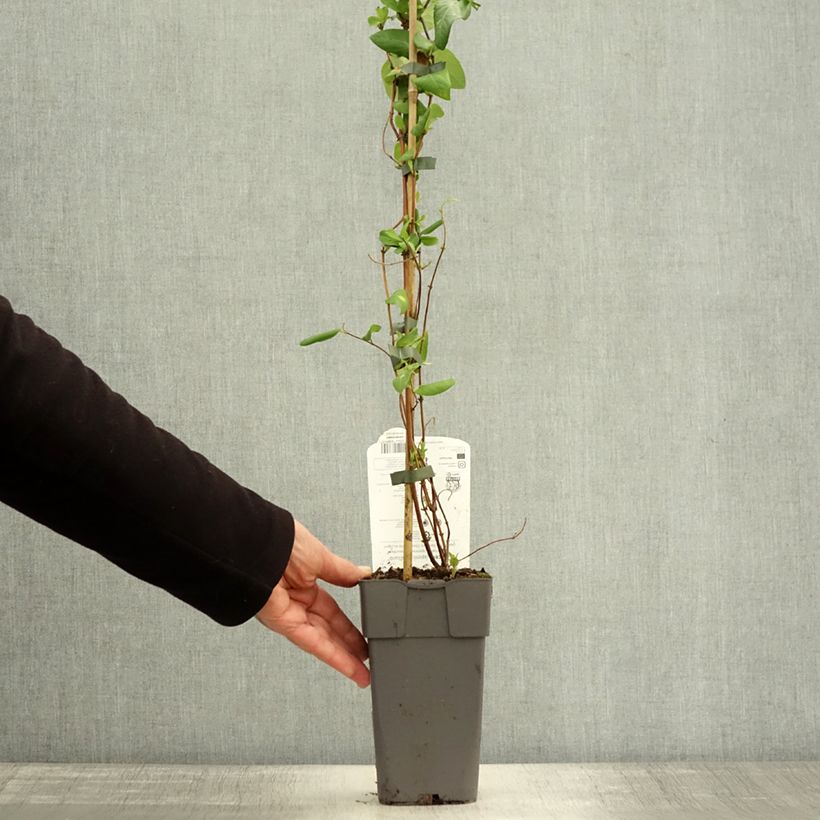 Exemplar von Lonicera japonica Halliana - Japanisches Geißblatt Topf mit 2L/3L wie im Herbst geliefert