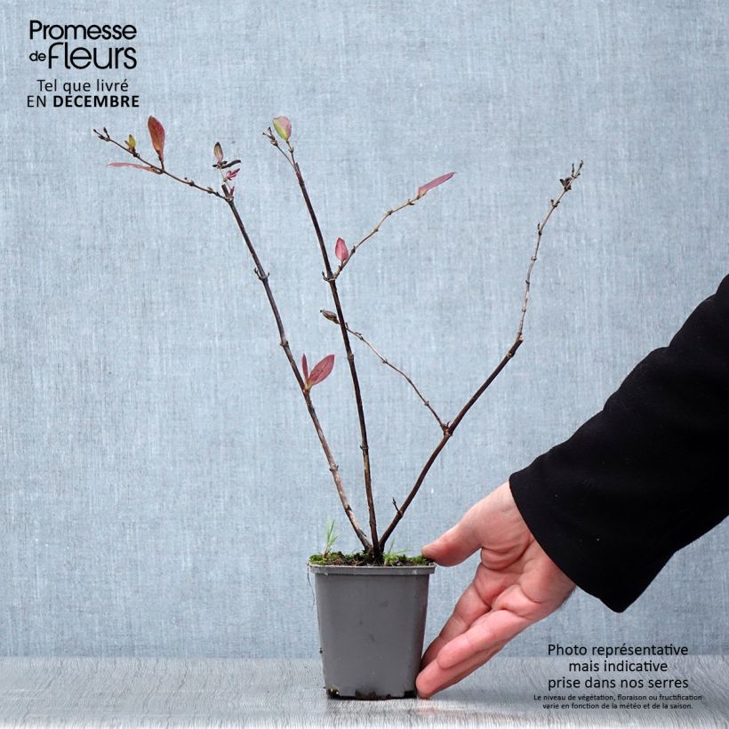 Exemplar von Lonicera japonica Dart's Acumen - Japanisches Geißblatt Kleine Töpfe von 8/9 cm wie im Herbst geliefert
