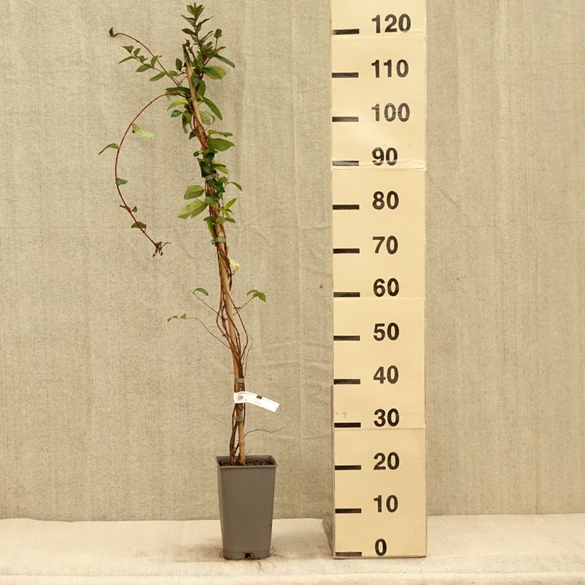 Exemplar von Lonicera japonica Dart's world - Japanisches Geißblatt Topf mit 3L/4L wie im Herbst geliefert