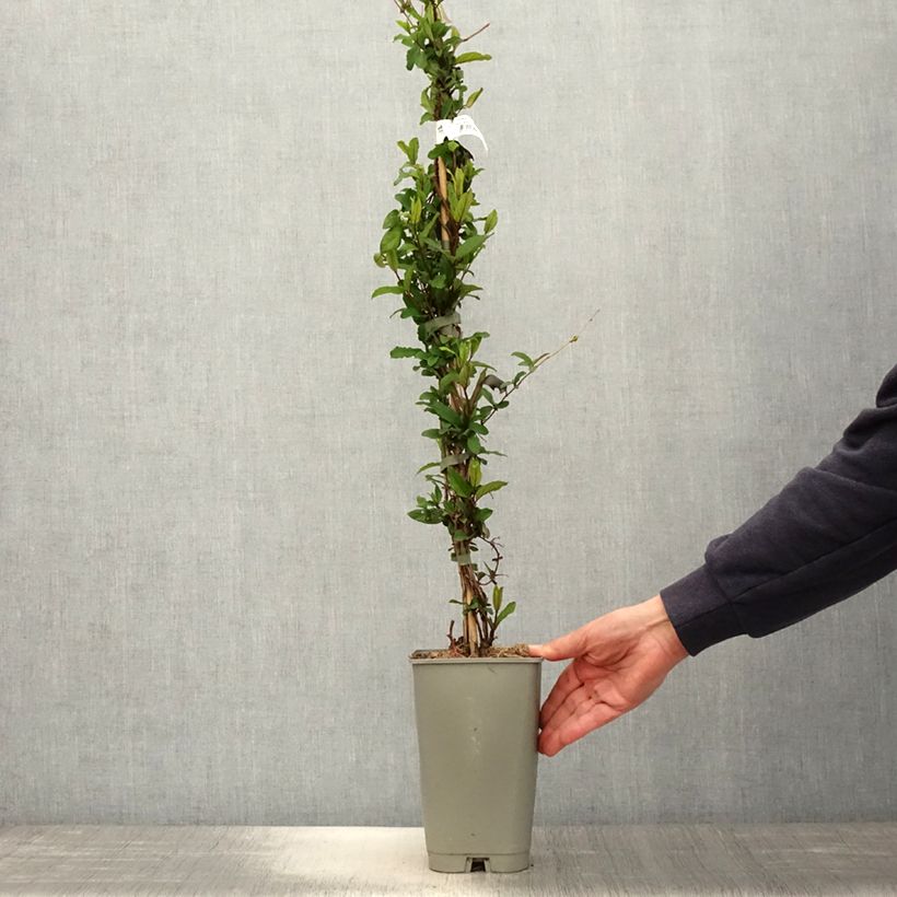 Exemplar von Lonicera japonica Dart's world - Japanisches Geißblatt Topf mit 3L/4L wie im Frühjahr geliefert