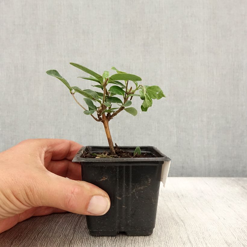 Exemplar von Lonicera japonica Hall's Prolific - Japanisches Geißblatt Kleine Töpfe von 8/9 cm wie im Herbst geliefert