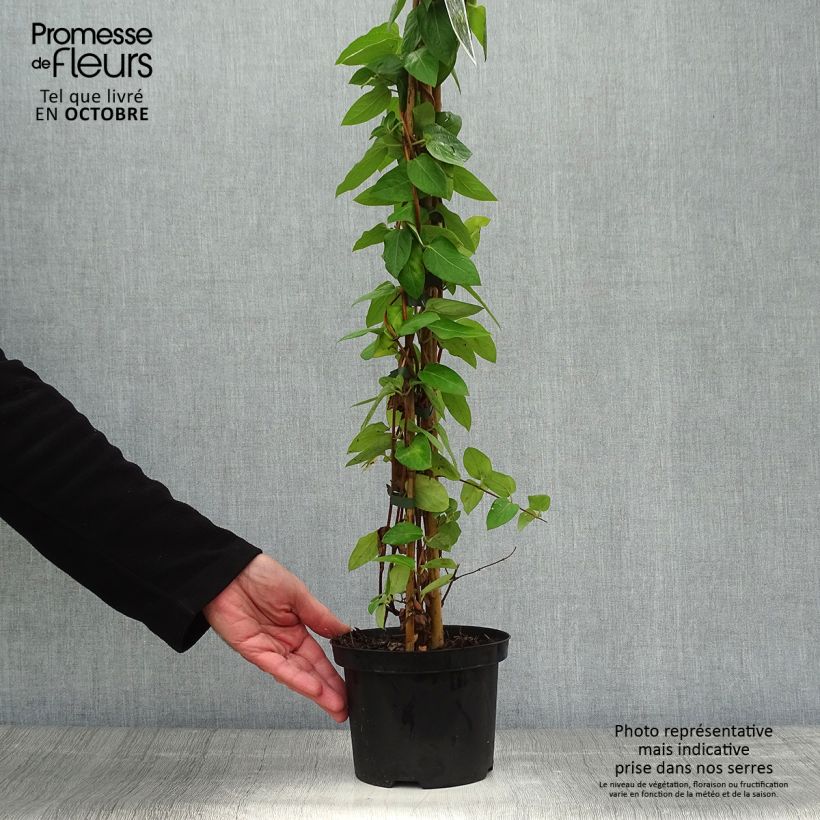Exemplar von Lonicera japonica Hall's Prolific - Japanisches Geißblatt Topf mit 2L/3L wie im Herbst geliefert