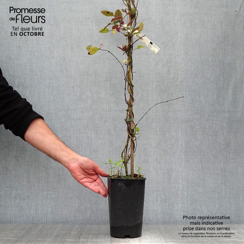 Exemplar von Lonicera japonica Sinensis - Japanisches Geißblatt Topf mit 2L/3L wie im Herbst geliefert