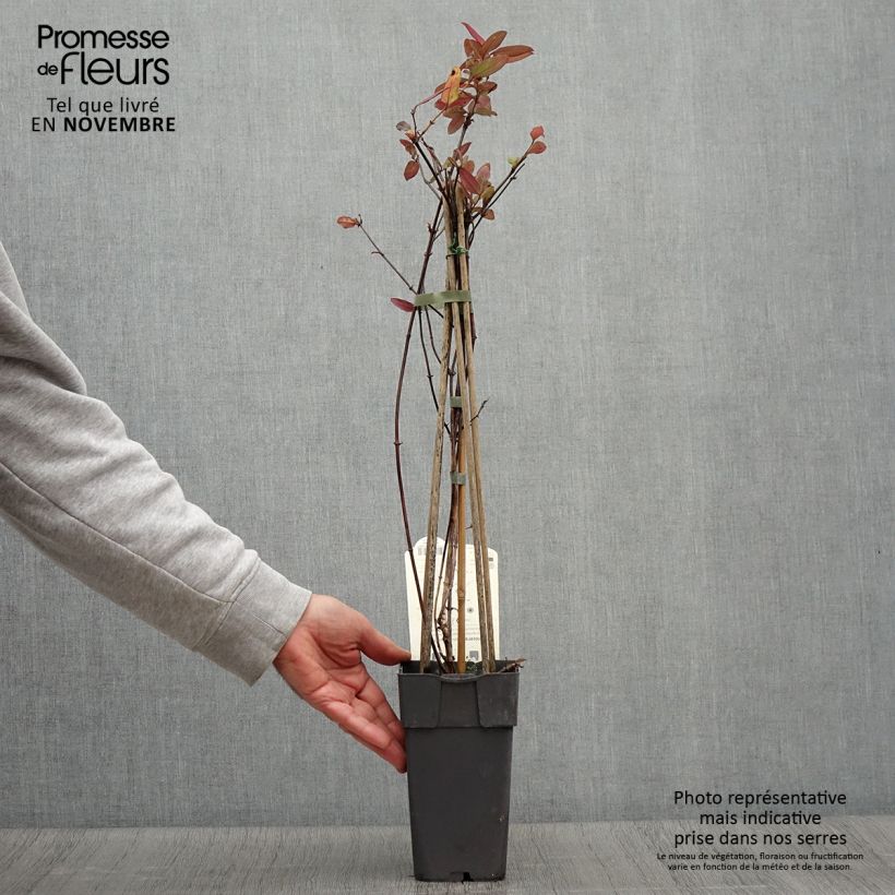 Exemplar von Lonicera japonica Red World - Japanisches Geißblatt Topf mit 2L/3L wie im Herbst geliefert