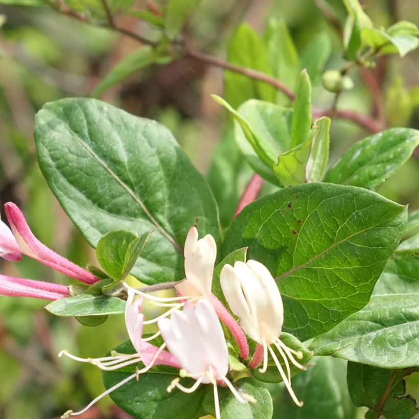 Lonicera japonica Red World - Japanisches Geißblatt (Laub)