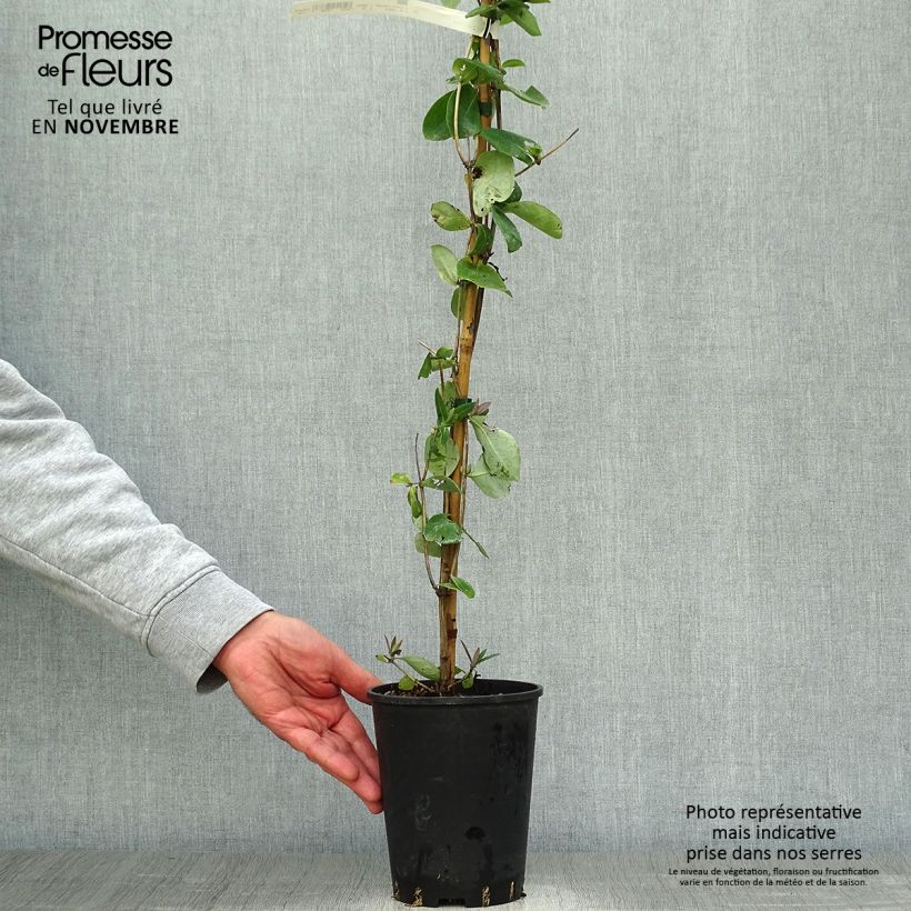 Exemplar von Lonicera heckrottii Gold Flame - Feuer-Geißblatt Topf mit 2L/3L wie im Herbst geliefert
