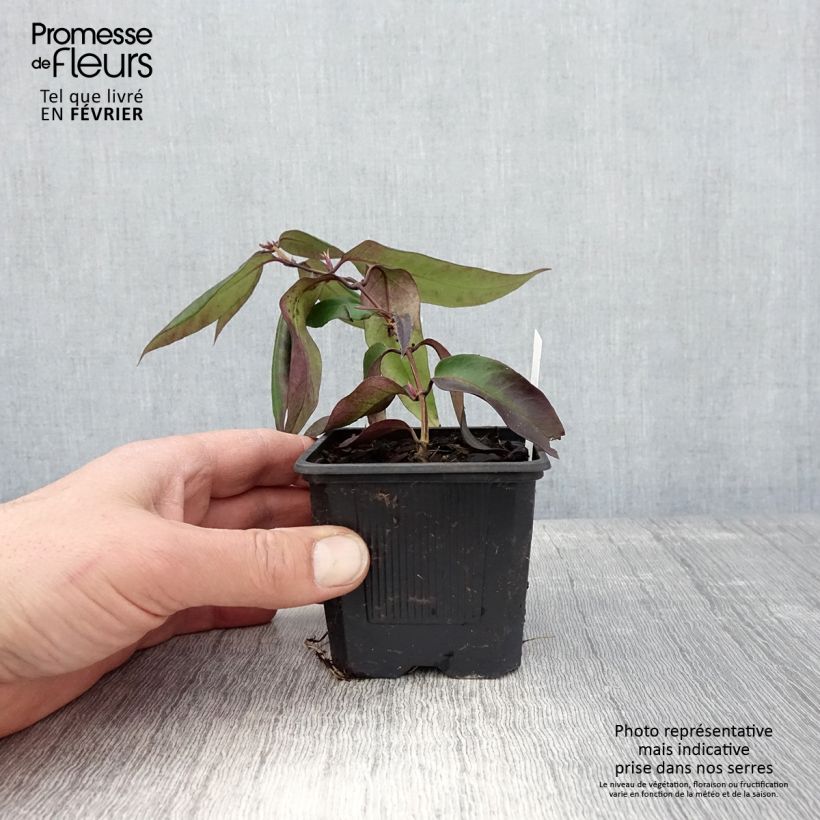 Exemplar von Lonicera henryi Marinella - Immergrünes Geißblatt Kleine Töpfe von 8/9 cm wie im Winter geliefert