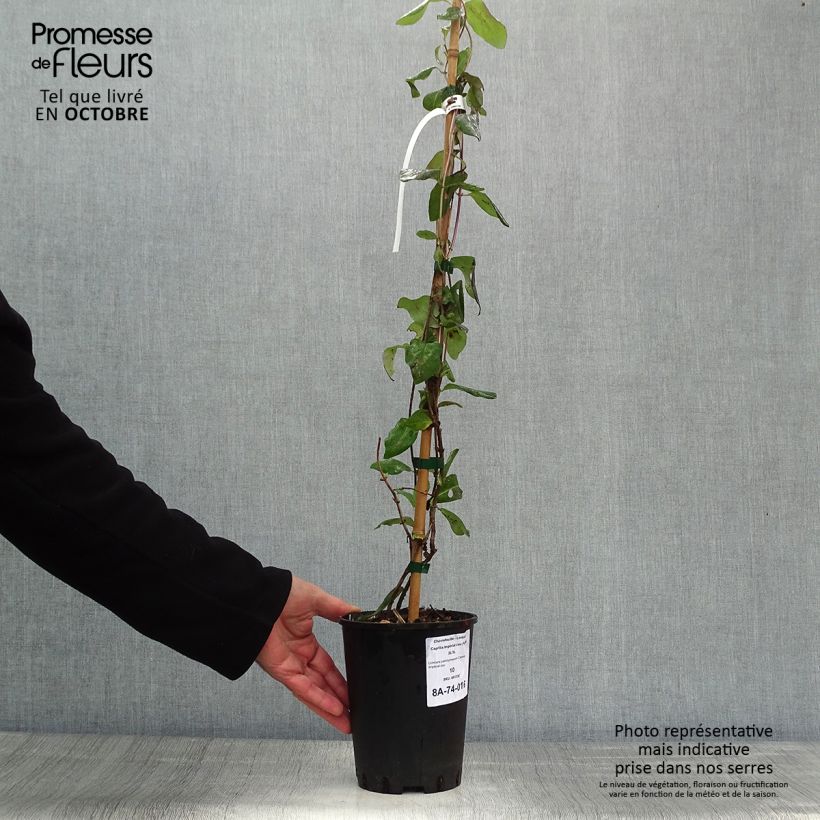Exemplar von Lonicera periclymenum Caprilia Impérial - Wald-Geißschlinge Topf mit 2L/3L wie im Herbst geliefert