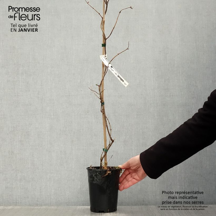 Exemplar von Lonicera periclymenum Caprilia Impérial - Wald-Geißschlinge Topf mit 2L/3L wie im Winter geliefert