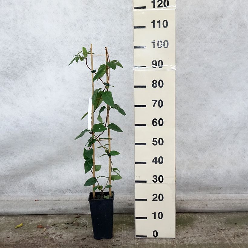 Exemplar von Lonicera similis var. delavayi - Schlingende Heckenkirsche Topf mit 2L/3L wie im Herbst geliefert