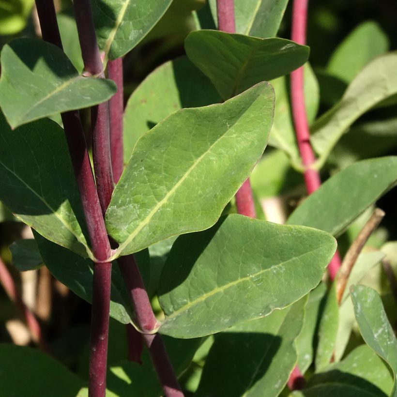 Lonicera periclymenum Belgica - Wald-Geißschlinge (Laub)