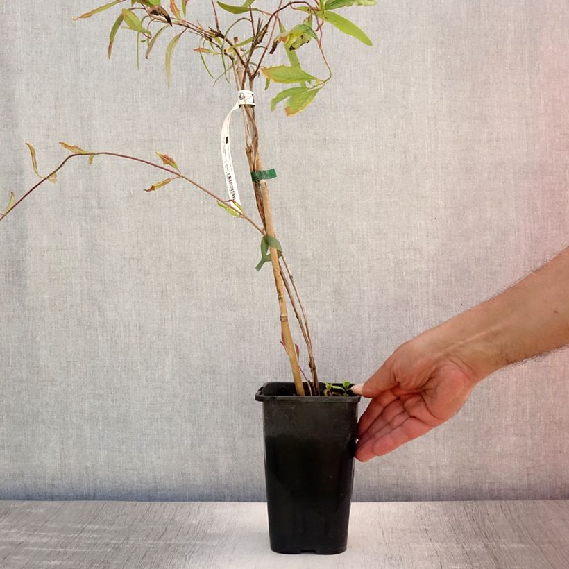 Exemplar von Lonicera sempervirens Cedar Lane - Immergrünes Geißblatt Topf mit 1,5L/2L wie im Sommer geliefert