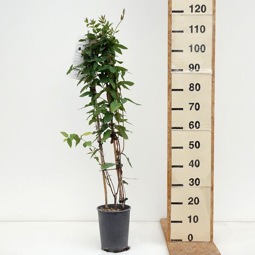 Exemplar von Lonicera similis var. delavayi - Schlingende Heckenkirsche Topf mit 4L/5L wie im Herbst geliefert