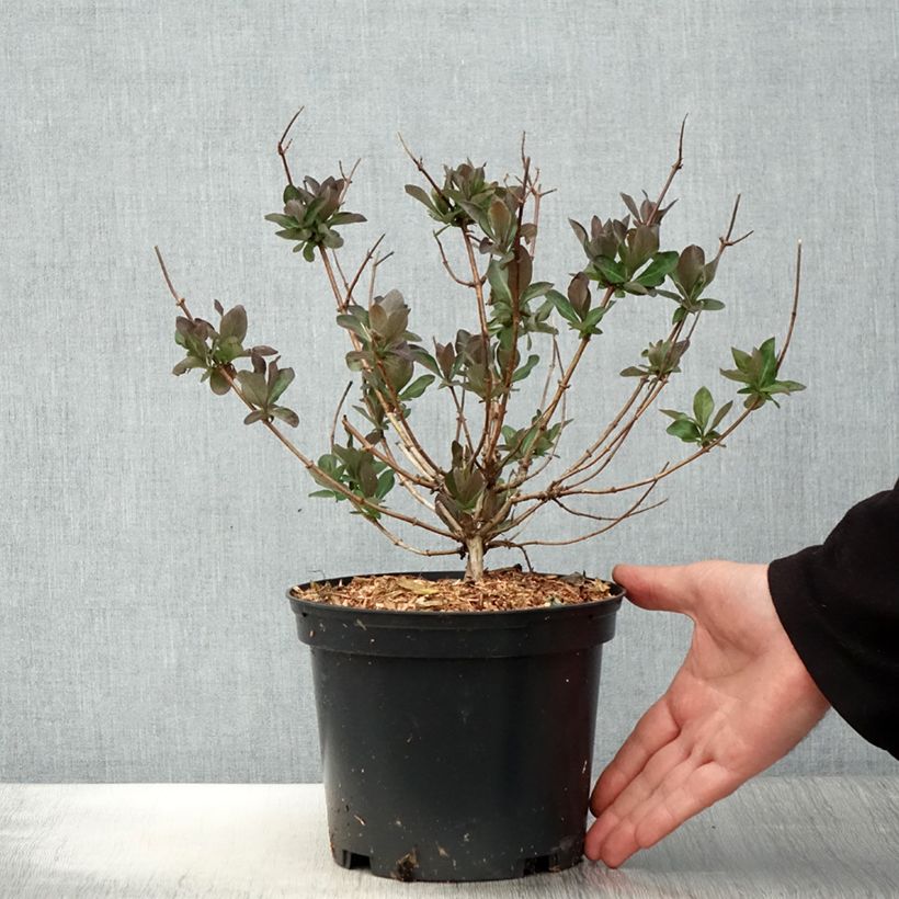 Exemplar von Lonicera periclymenum Chic et Choc - Wald-Geißschlinge Topf mit 2L/3L wie im Frühjahr geliefert