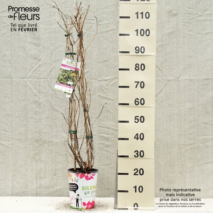 Exemplar von Lonicera brownii Golden Trumpet - Geißblatt Topf mit 2L/3L wie im Winter geliefert