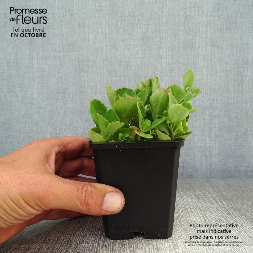 Exemplar von Chiastophyllum oppositifolium - Walddickblatt Kleine Töpfe von 8/9 cm wie im Herbst geliefert