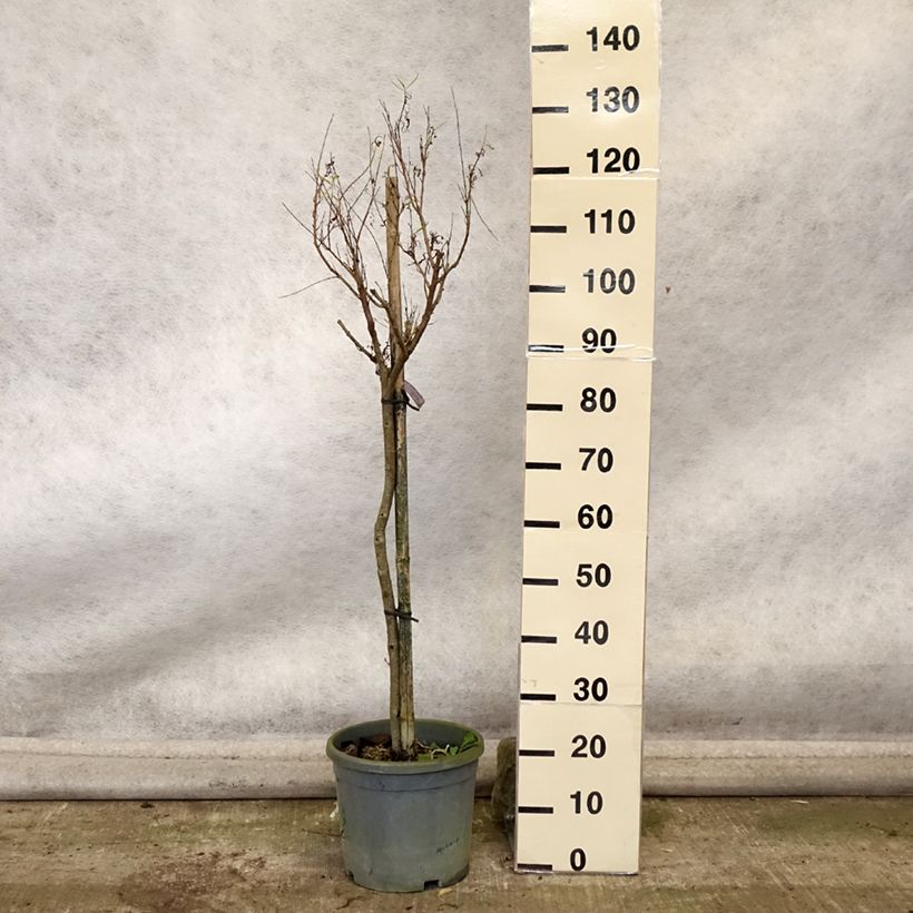 Exemplar von Chilopsis linearis - Wüstenweide Topf mit 12L/15L wie im Herbst geliefert