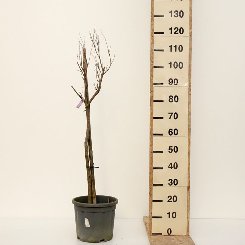 Exemplar von Chilopsis linearis - Wüstenweide Topf mit 12L/15L wie im Winter geliefert