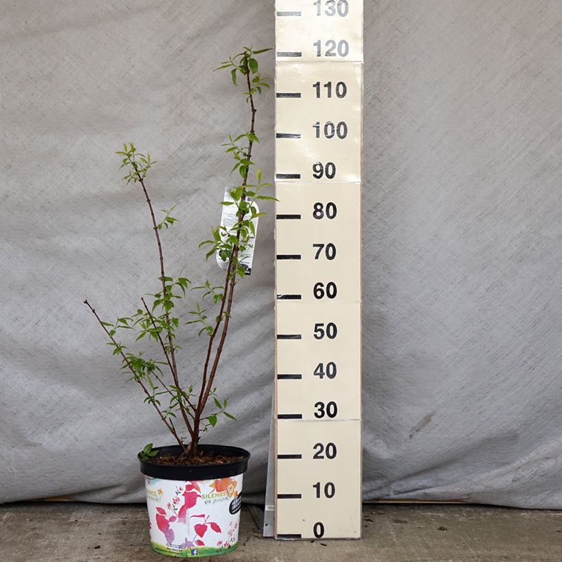 Exemplar von Chimonanthus praecox Grandiflorus - Winterblume Topf mit 7,5L/10L wie im Frühjahr geliefert