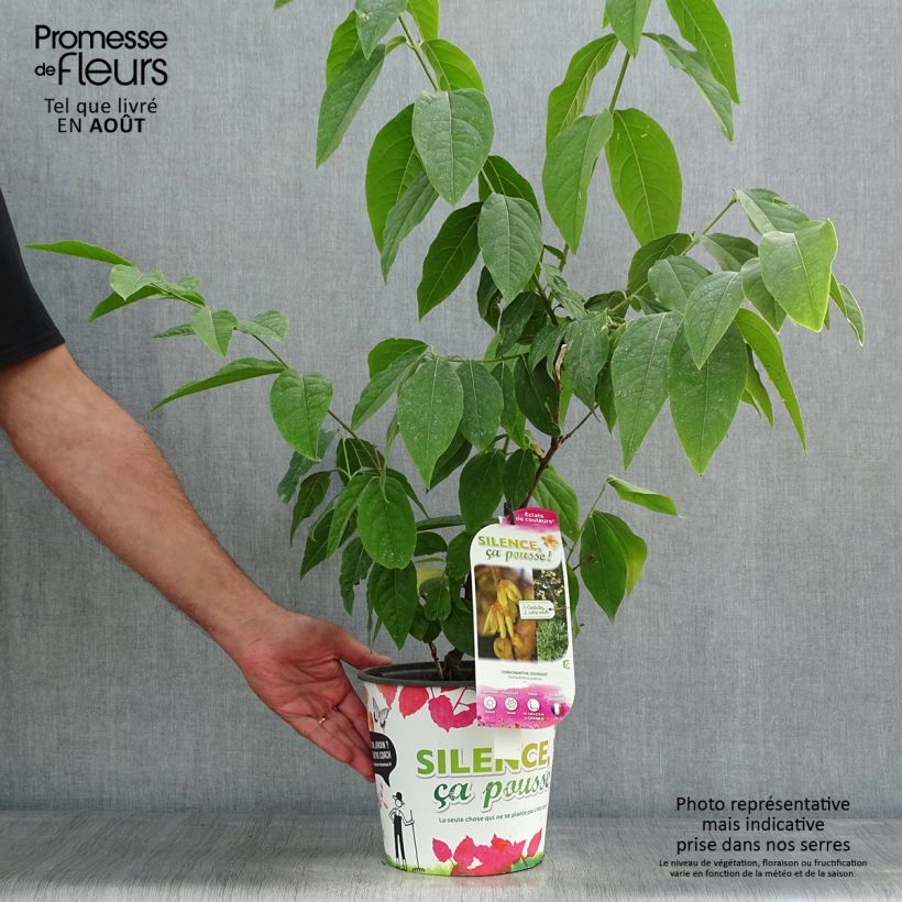Exemplar von Chimonanthus praecox Grandiflorus - Winterblume Topf mit 4L/5L, Strauch wie im Sommer geliefert