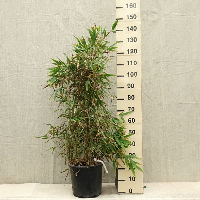 Exemplar von Chimonobambusa tumidissinoda Macrophylla - Bambus Topf mit 12L/15L wie im Sommer geliefert