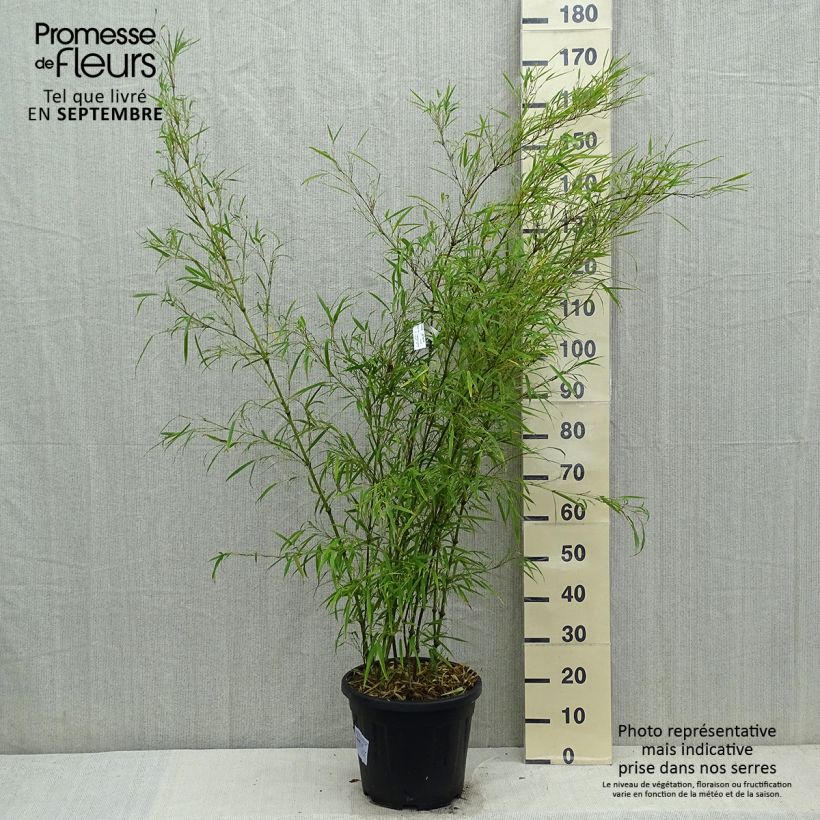 Exemplar von Chimonobambusa tumidissinoda Microphylla - Bambus Topf mit 12L/15L wie im Herbst geliefert