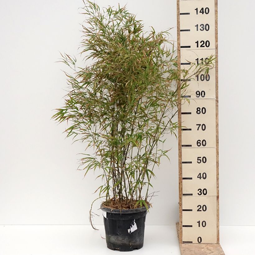 Exemplar von Chimonobambusa tumidissinoda Microphylla - Bambus Topf mit 12L/15L wie im Winter geliefert