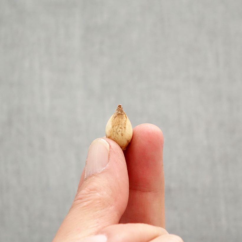 Exemplar von Chionodoxa forbesii - Schneestolz Zwiebel Kaliber/Größe 5+ wie im Frühjahr geliefert