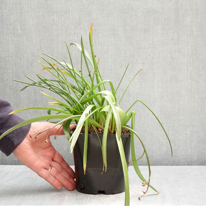 Exemplar von Chionodoxa forbesii Pink Giant - Schneestolz Topf mit 2L/3L Kaliber/Größe 4/6 wie im Frühjahr geliefert