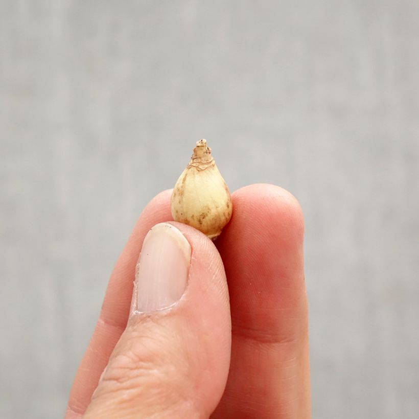 Exemplar von Chionodoxa forbesii Violet Beauty - Schneestolz Zwiebel Kaliber/Größe 5+ wie im Frühjahr geliefert