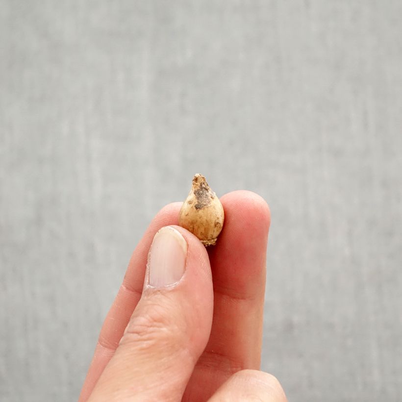 Exemplar von Chionodoxa luciliae Alba - Schneestolz Zwiebel Kaliber/Größe 5+ wie im Frühjahr geliefert