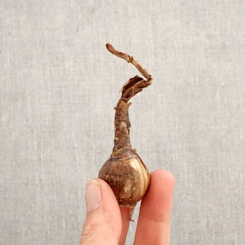 Exemplar von Chlidanthus fragrans - Schönblüte Zwiebel Kaliber/Größe 12+ wie im Frühjahr geliefert