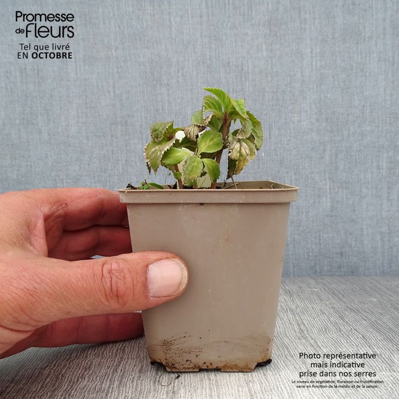 Exemplar von Chloranthus japonicus Kleine Töpfe von 8/9 cm wie im Herbst geliefert