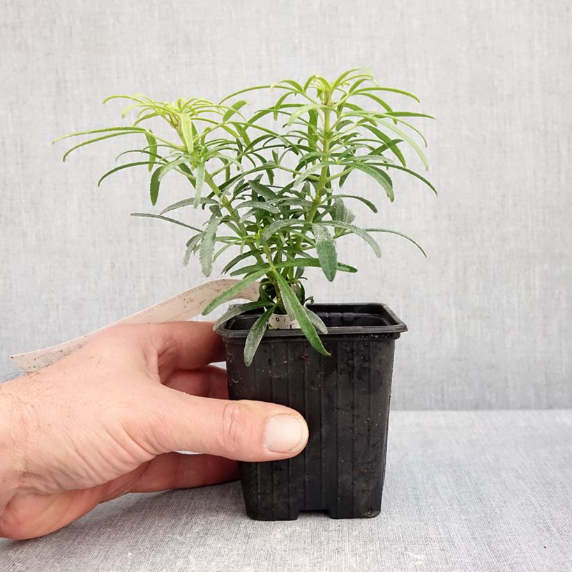 Exemplar von Orangenblume Little Honey Bee - Choisya ternata Kleine Töpfe von 8/9 cm wie im Herbst geliefert