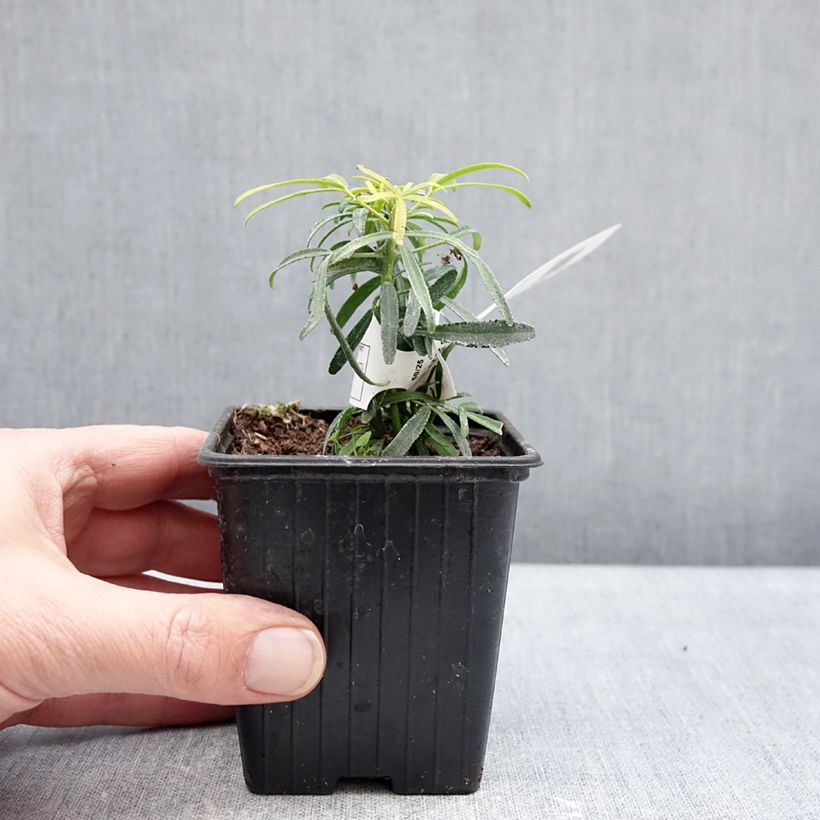 Exemplar von Orangenblume Little Honey Bee - Choisya ternata Kleine Töpfe von 8/9 cm wie im Winter geliefert