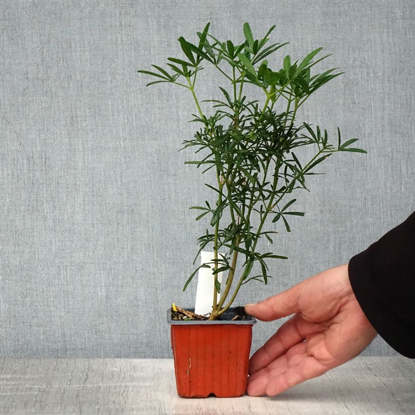 Exemplar von Orangenblume Scented Gem - Choisya ternata Kleine Töpfe von 8/9 cm wie im Frühjahr geliefert