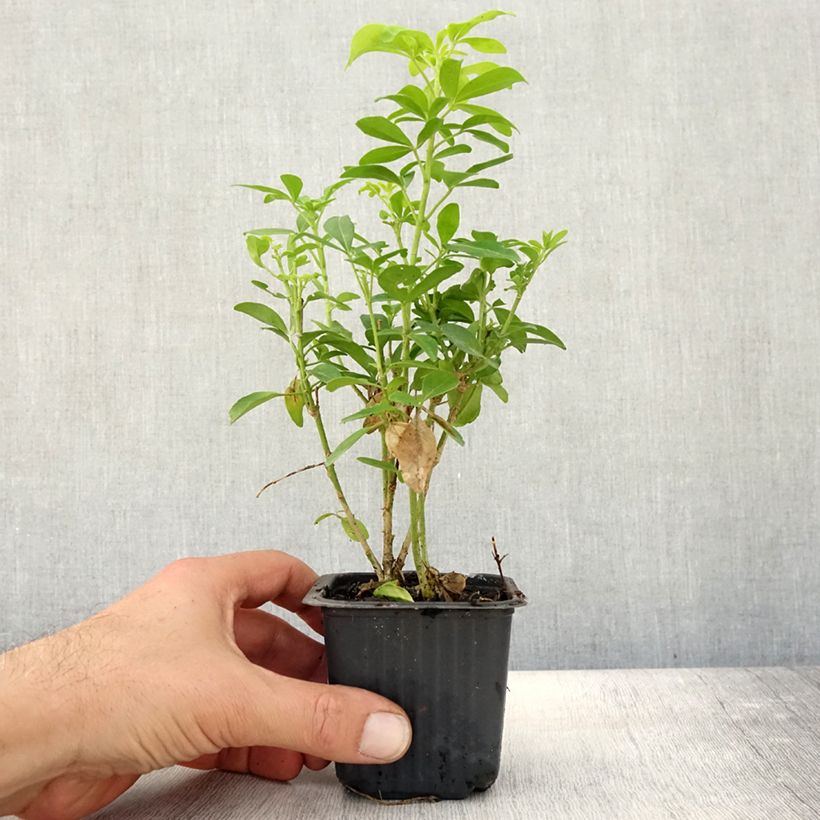 Exemplar von Orangenblume Sundance - Choisya ternata Kleine Töpfe von 8/9 cm wie im Herbst geliefert