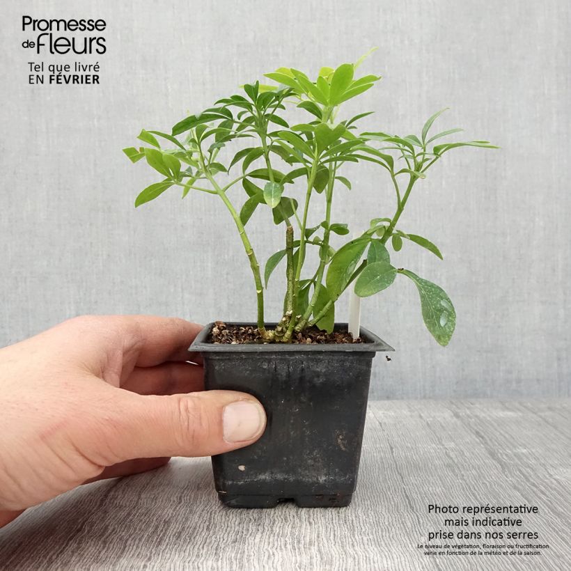 Exemplar von Orangenblume Sundance - Choisya ternata Kleine Töpfe von 8/9 cm wie im Winter geliefert