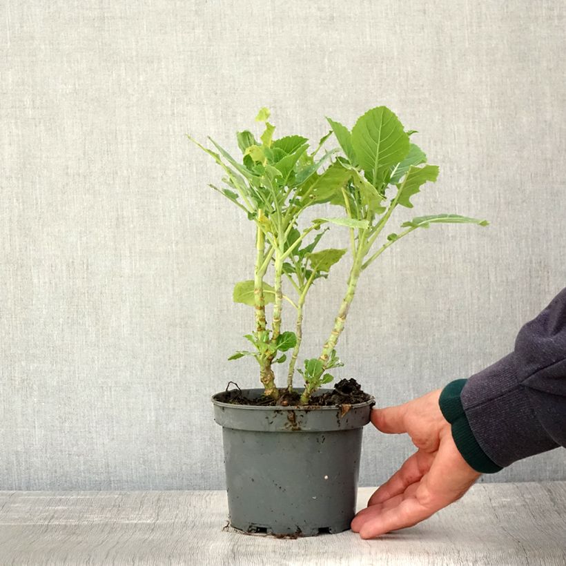 Exemplar von Baumkohl ramosa Daubenton Topf mit 1,5L/2L wie im Herbst geliefert