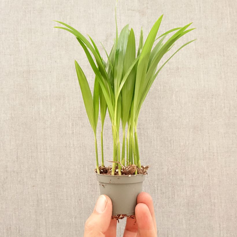 Exemplar von Chrysalidocarpus lutescens - Goldfruchtpalme Mini-Pflanze wie im Frühjahr geliefert