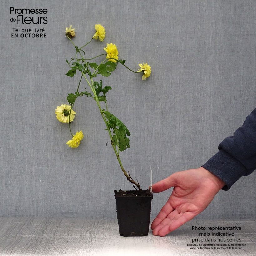 Exemplar von Chrysanthemum Citronella - Herbst-Chrysantheme Kleine Töpfe von 8/9 cm wie im Herbst geliefert