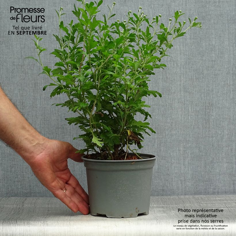 Exemplar von Chrysanthemum koreanum Hebe - Chrysantheme Topf mit 2L/3L wie im Herbst geliefert