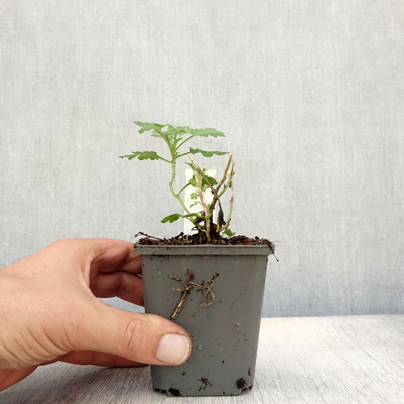 Exemplar von Chrysanthemum indicum Julia - Chrysantheme Kleine Töpfe von 8/9 cm wie im Herbst geliefert