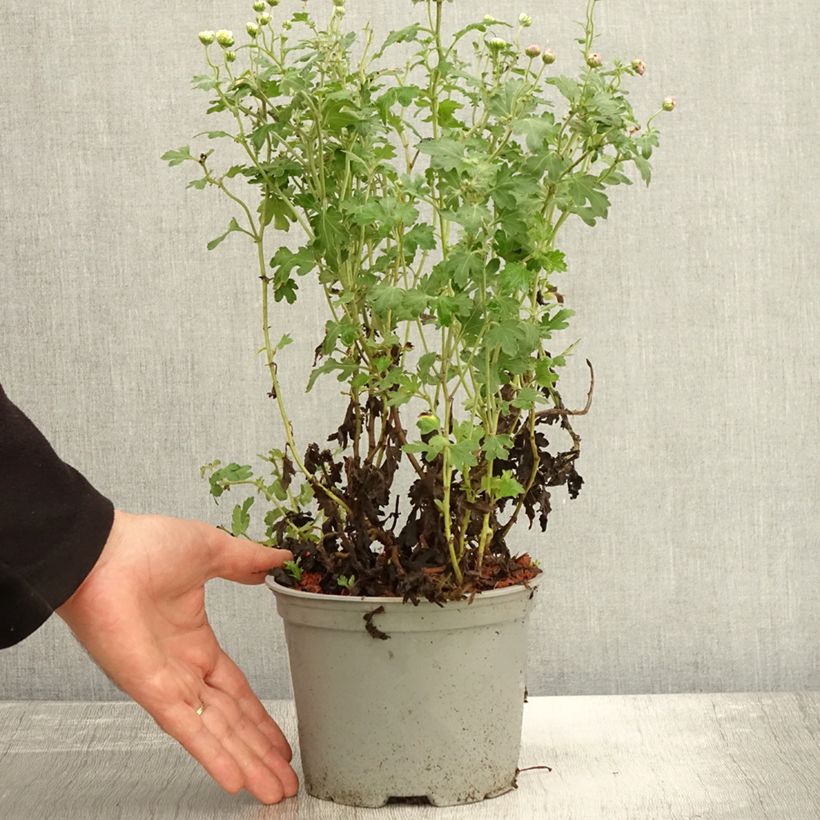 Exemplar von Chrysanthemum indicum Julia - Chrysantheme Topf mit 2L/3L wie im Herbst geliefert