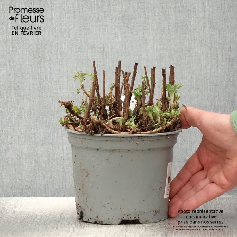 Exemplar von Chrysanthemum Mei Kyo - Herbst-Chrysantheme Topf mit 2L/3L wie im Winter geliefert