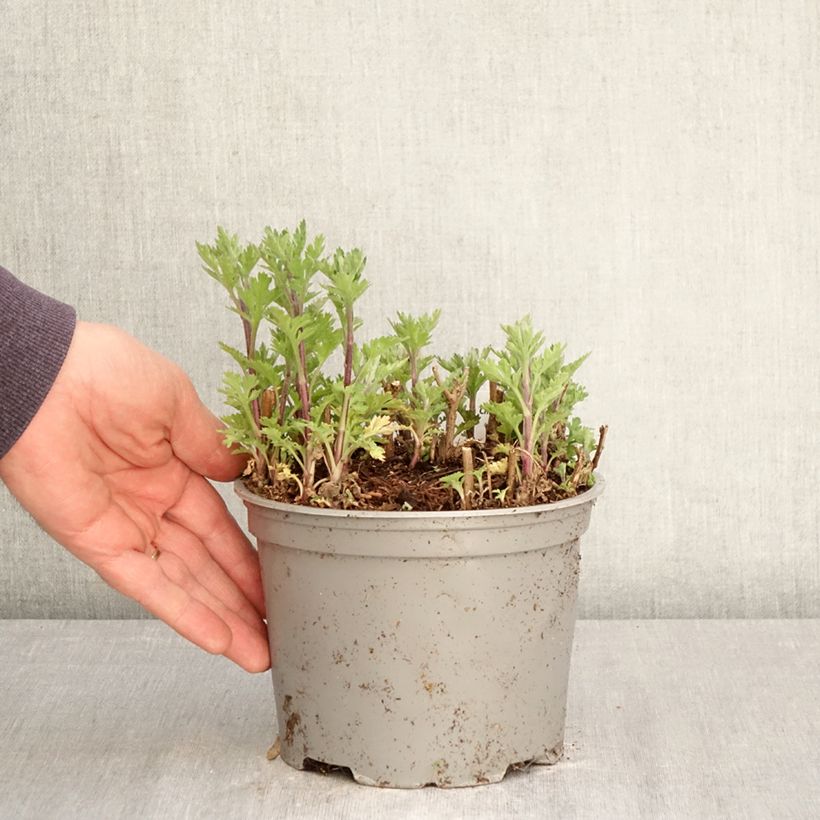 Exemplar von Chrysanthemum Rehauge - Herbst-Chrysantheme Topf mit 2L/3L wie im Frühjahr geliefert