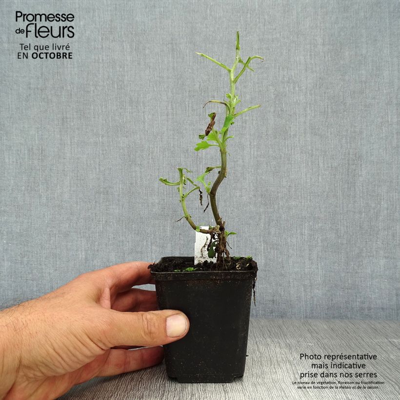 Exemplar von Chrysanthemum indicum Brennpunkt - Chrysantheme Kleine Töpfe von 8/9 cm wie im Herbst geliefert