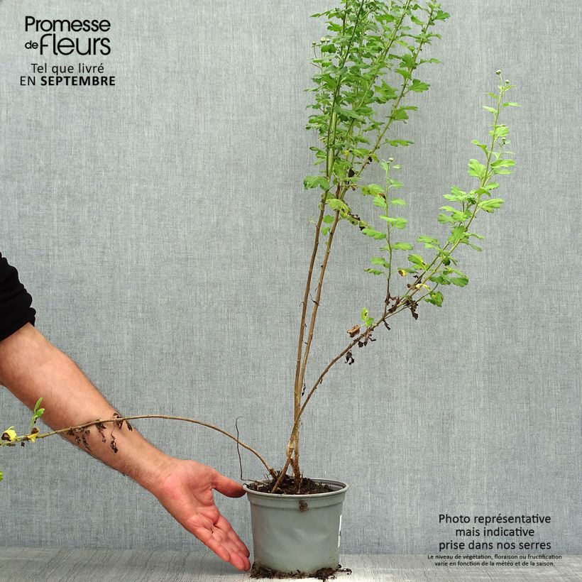 Exemplar von Chrysanthemum indicum Poesie - Chrysantheme Topf mit 2L/3L wie im Herbst geliefert
